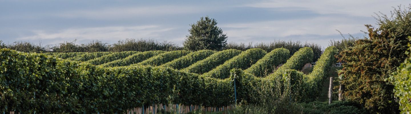 The vineyard slopes at Charles Palmer Vineyards